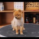 GROOMING107 이미지