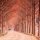 순창 메타세콰이어길 이미지