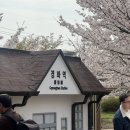 인생닭강정김해구산점 | 진해 군항제 경화역 개화현황, 즐길 거리 및 주차