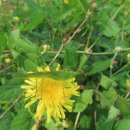 베짱이정원 이미지