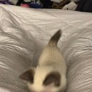 캣그램 광주 고양이분양 이미지