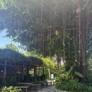 킹콩카페 이미지