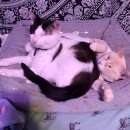 형제안과 이미지