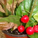 산호수농장 이미지