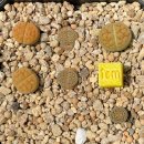 <b>그린</b>후커리, <b>로즈</b>오브텍사스 / 베루쿨로사