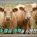 볼빨간한우 이미지