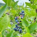 진숙농장 이미지