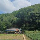 샛골농장 네이버블로그