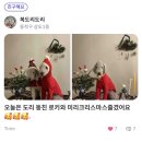 멜팅펠팅 | 모두의펫 사용해본 후기(feat 복돌)