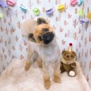 아지양이 펫샵 이미지