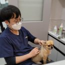 동물병원 Dr.정 이미지