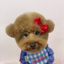 뽀삐애견샵 이미지