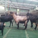 늘푸른 흑염소농장 이미지