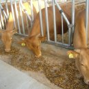 구암한우농장 이미지