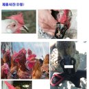 오리안경 이미지