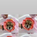 다녀오개 이미지