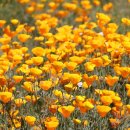 California Dreamin&#39;- Mamas &amp; The Papas _ 캘리포니아주의 꽃(California Poppy) 이미지