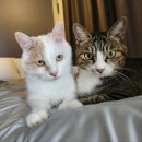 카라여관 | 송도 에어비앤비⠭ 고양이 집사 일일체험 가능한, 캐스트하우스 숙박 후기