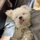 우리댕 이미지