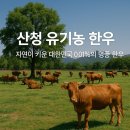 산청조섬유배합사료영농조합법인 | 산청 유기농 한우 — 자연이 키운 대한민국 0.01%의 명품 한우