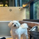 신운미애견미용실 | 야당역 애견 카페 &lt;쟈빠따 도그&gt; - 개인실 되어있는 애견카페 후기 (이용 방법 및 비용 / 주차 / 개인실)