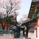서울 종로 가볼만한곳 창덕궁 빛 바람 들이기 후기