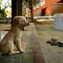 맑은 동물병원 이미지