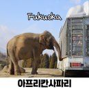 일본 후쿠오카 아이랑 가볼만한곳 벳부 아프리칸사파리 렌트카 여행