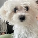 오늘의 개스트 | 대전 도안동 : 놀이방이 있는 반려동물 미용실 오늘의개스트🐾