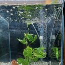 어항고개 이미지