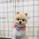 탱스땡스 이미지