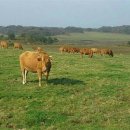 초지농장 이미지