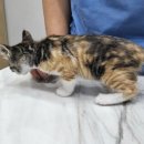 송악 동물병원 이미지