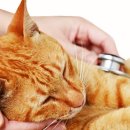 더봄동물병원 이미지