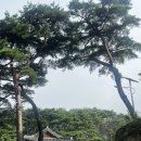 유가사길 | [BAC100] 중생대 암괴류 지형이 멋있는 비슬산