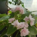 바이올렛 이미지