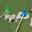 펫 유토피아 이미지