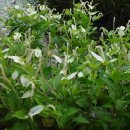 천성초등학교 이미지