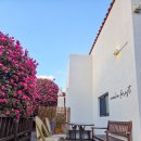 동백 | 겨울 제주도꼭가봐야할곳 동백포레스트 카페 제주꽃 동백 후기