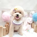 써니애견 미용실 이미지