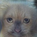 아이슈타인안경 이미지