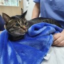 송악 동물병원 이미지