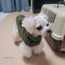 펫스티벌 동물병원 이미지