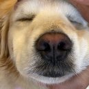 쉽게 배우는 강아지 아로마 테라피 | 반려견아로마테라피 제대로 알고 사용하기