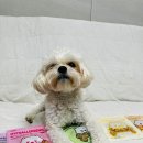 오복누리 군위공장 | 비토 하이포알러제닉 강아지 비건간식 츄어블 체험단 후기