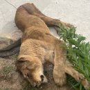 고령목장 이미지