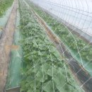 신흥건조기 이미지