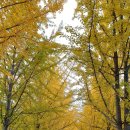 은행나무길 화장실 이미지