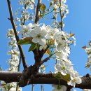 배꽃근린공원 이미지