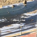 청도할매집 이미지